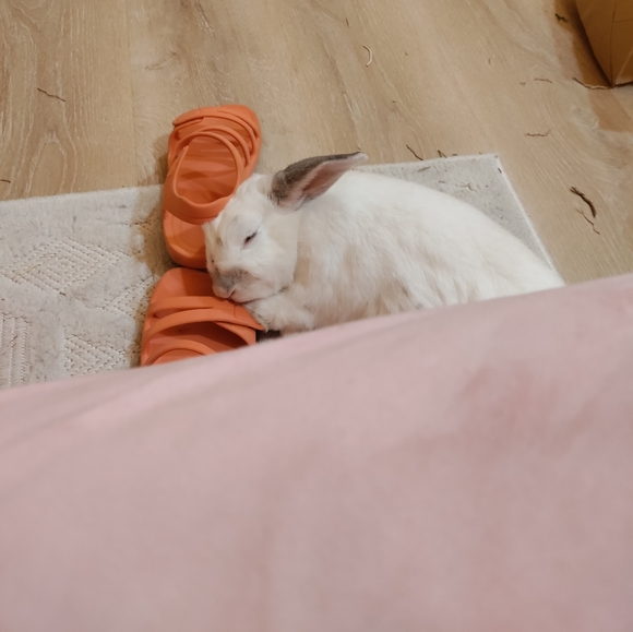 Meet your Posher, Emma - Picture 4 of 9